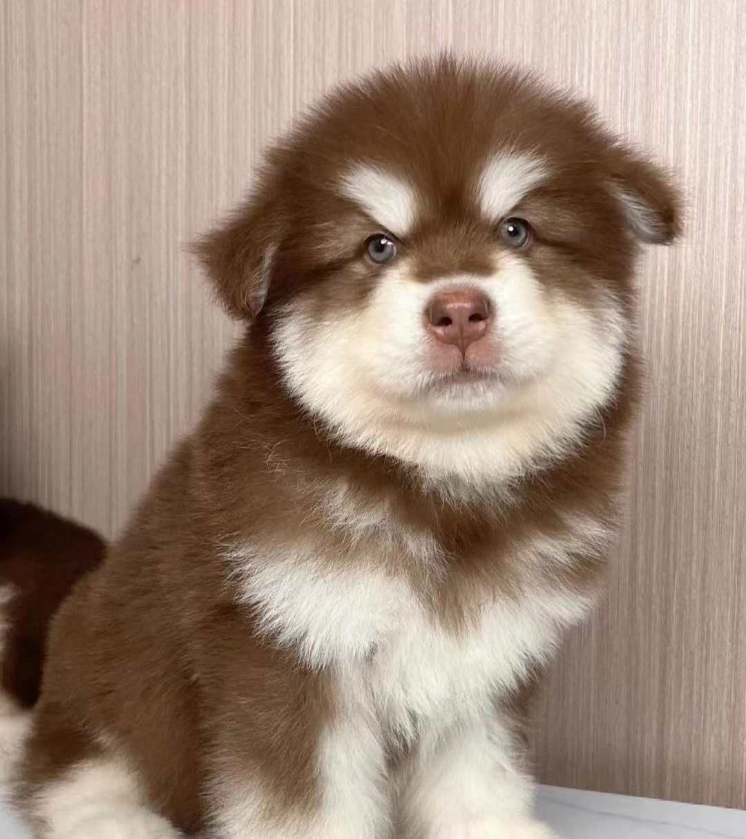 阿拉斯加